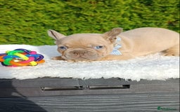 French Bulldog dogs for sale: ❤️ 🐶 beautiful French bulldog puppies ❤️🐶 - Image 24