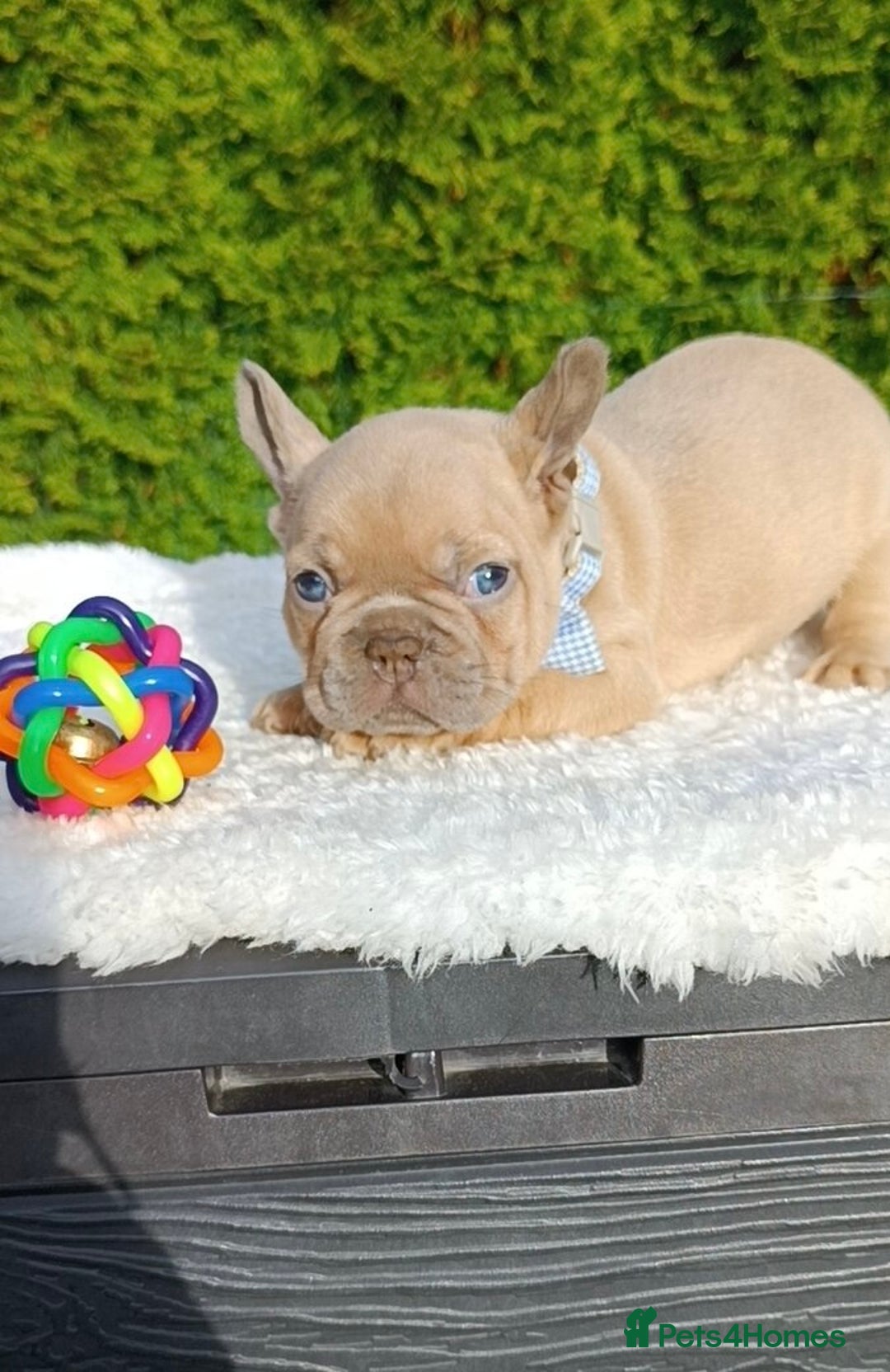 French Bulldog dogs for sale: ❤️ 🐶 beautiful French bulldog puppies ❤️🐶 - Image 24