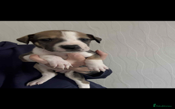 Lurcher dogs for sale: Saluki bull greyhound lurcher puppy’s pups puppies - Image 7