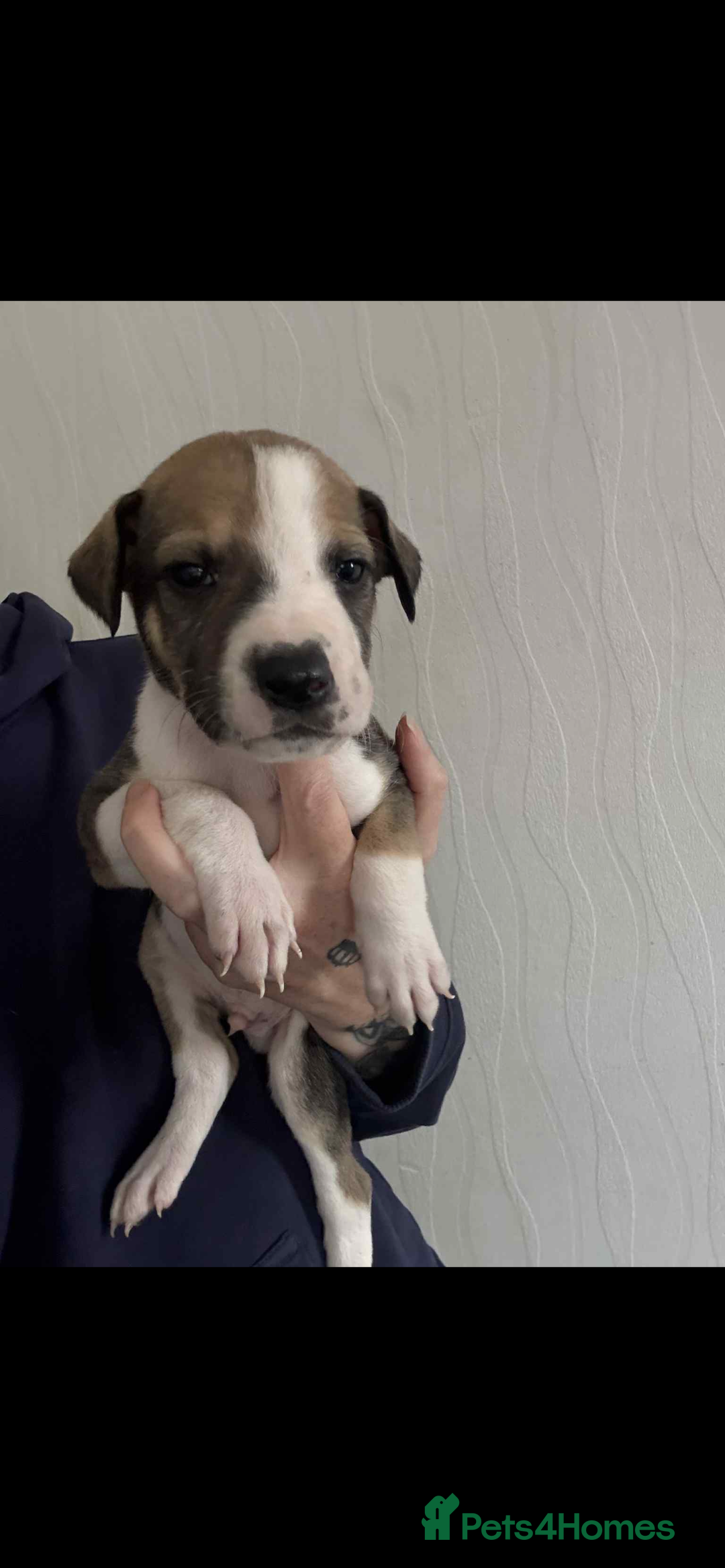 Lurcher dogs for sale: Saluki bull greyhound lurcher puppy’s pups puppies - Image 7
