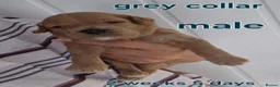 Cavapoochon dogs for sale: Lovely little cavapoochons  - Advert 10