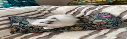 Ragdoll cats for sale: Gccf Anne Baker lines champion Ragdoll kittens  - Advert 11