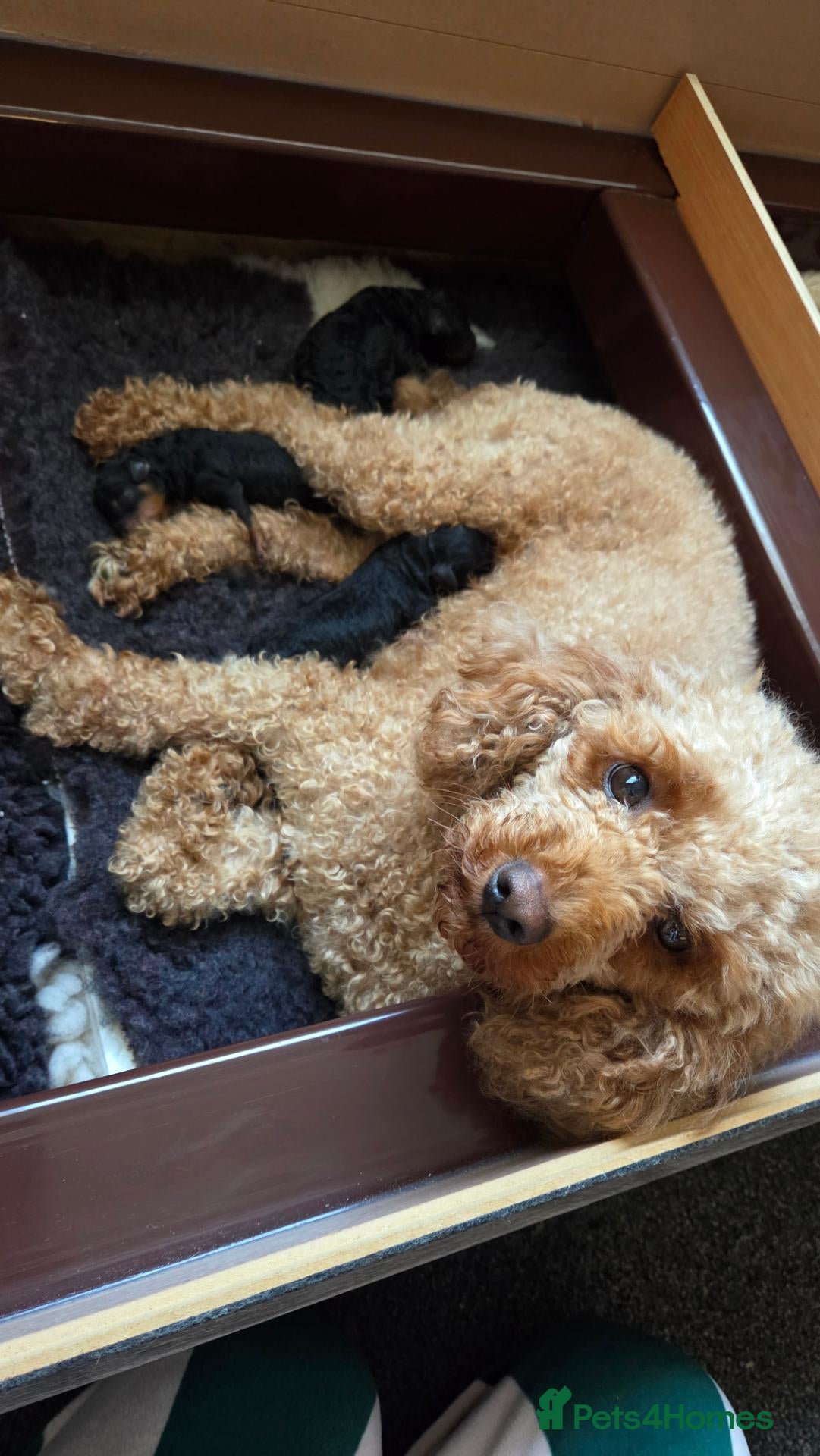 Cavapoo dogs for sale: Our cute phantom cavapoos looking for forever home - Advert 6