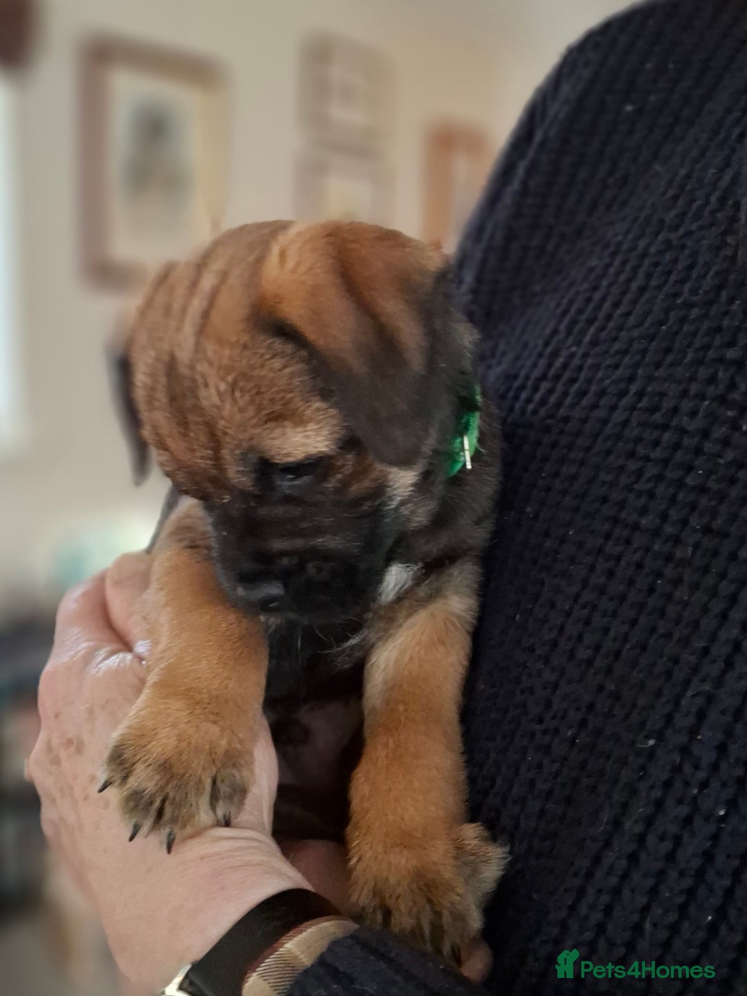 Border Terrier dogs for sale: KC registered Border Terriers - Advert 5