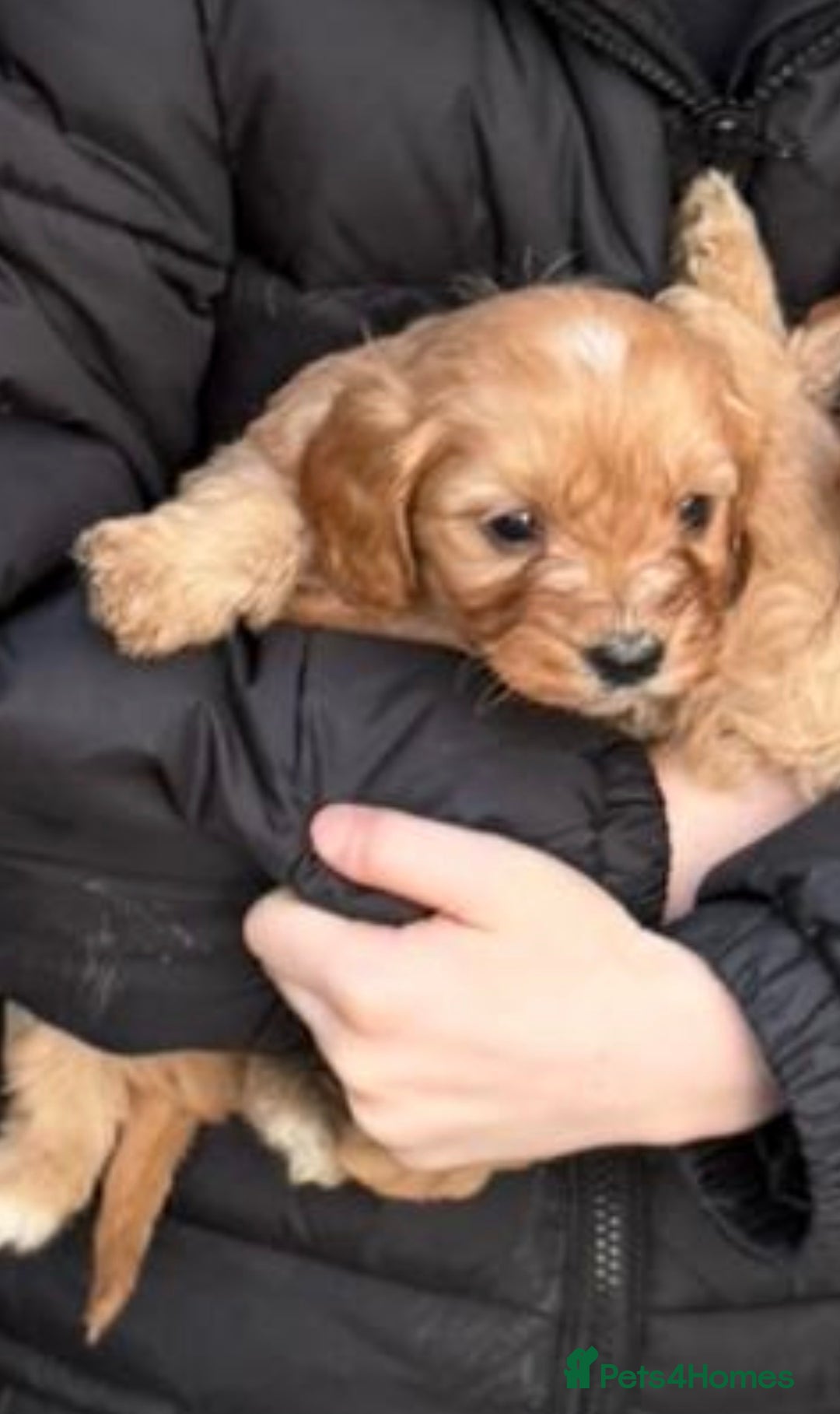 Cavapoo dogs for sale: 7 cavapoo puppy’s for sale 1 girl 6 boys  - Advert 9