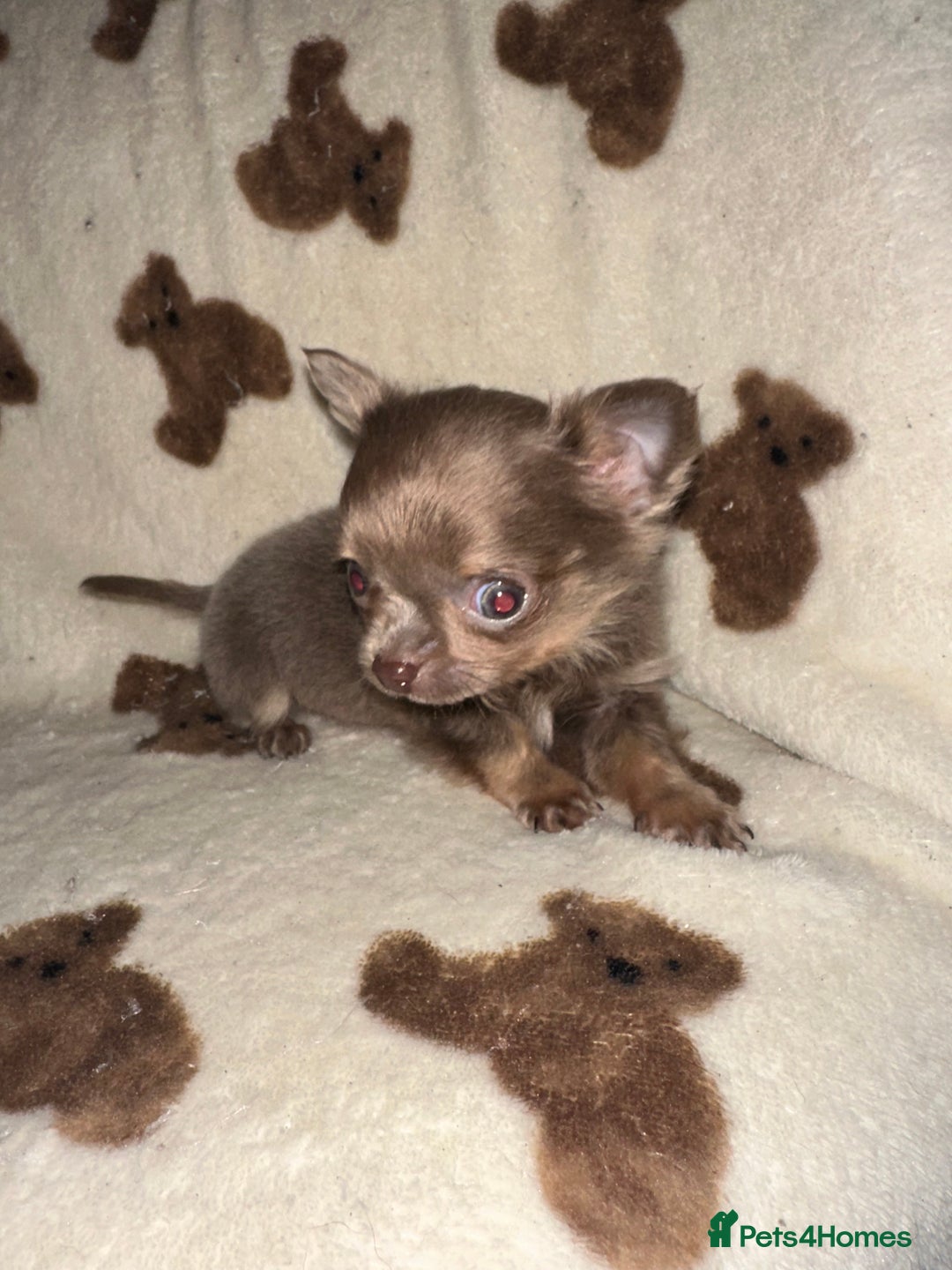 Chihuahua dogs for sale: Ready to go White/Lilac Parti Chihuahua - Advert 2