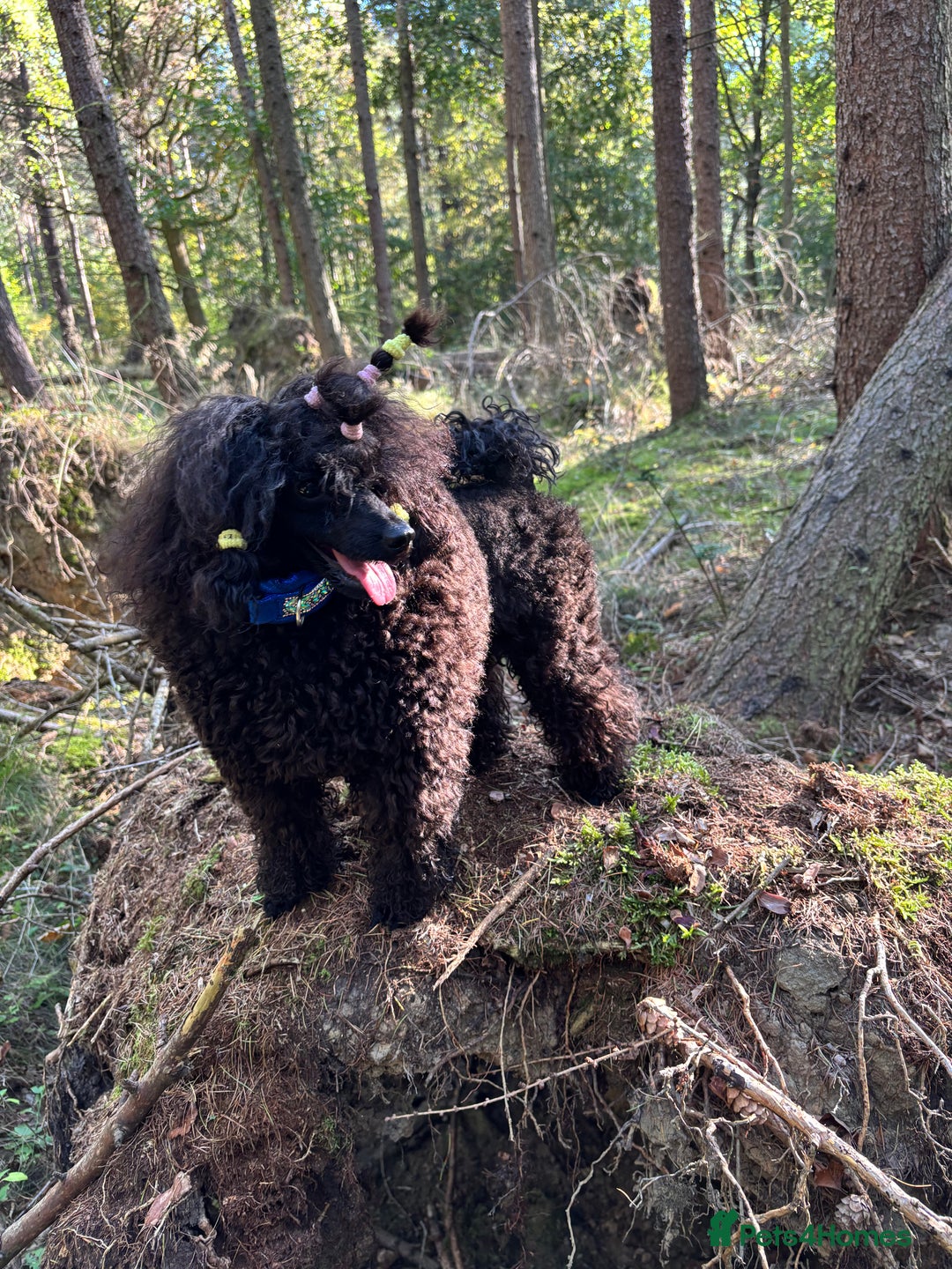 Toy Poodle dogs for sale: Show toy poodle  - Advert 9