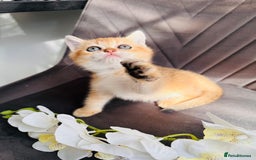 Scottish Fold cats for sale: Adorable pedigree kittens - Image 9