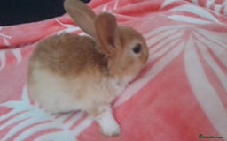 Rex rabbits for sale: Mix rabbits in different Ages - Image 1