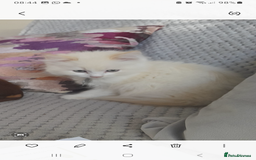 Ragdoll cats for sale: Ragdoll kitten - Image 1