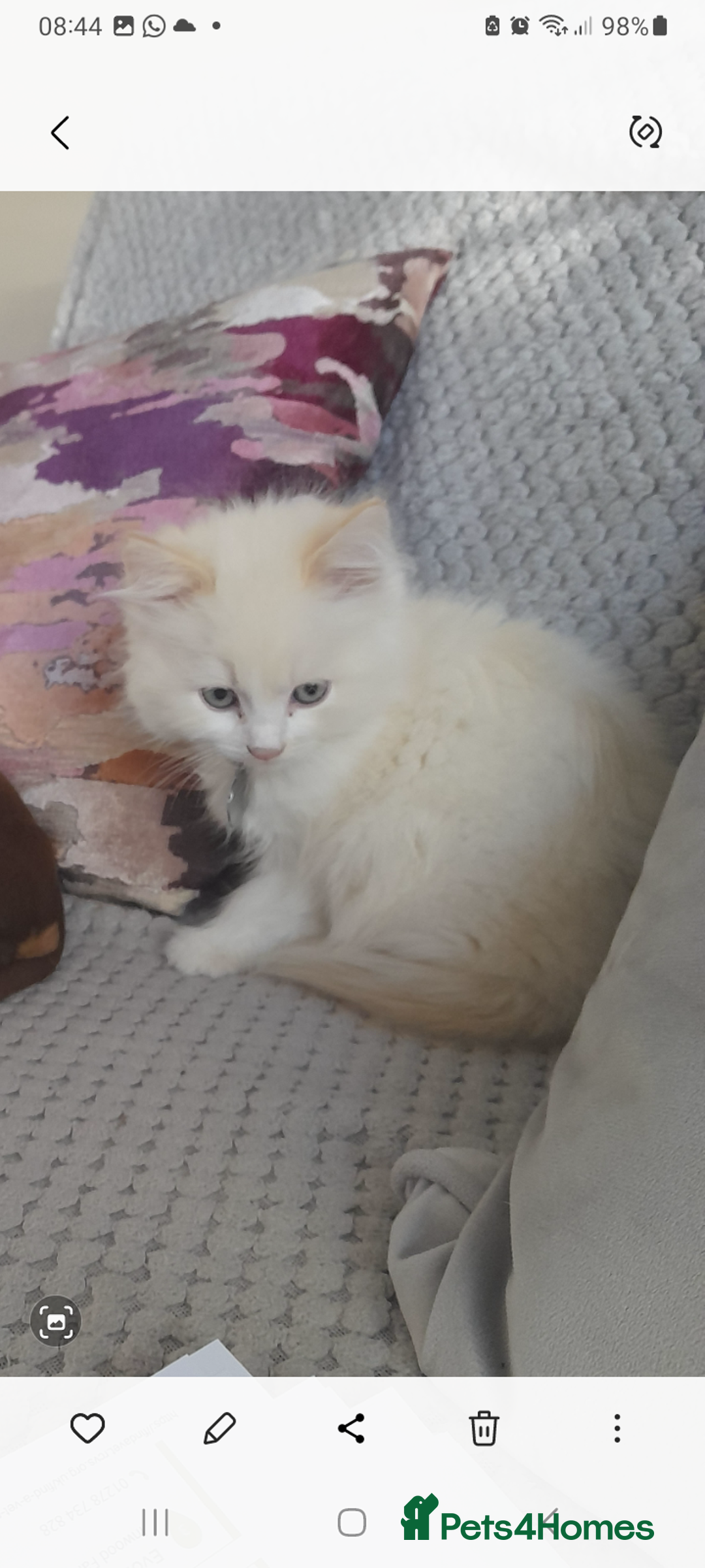 Ragdoll cats for sale: Ragdoll kitten - Image 1