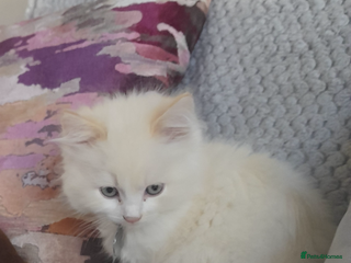 Ragdoll cats for sale - Advert 1