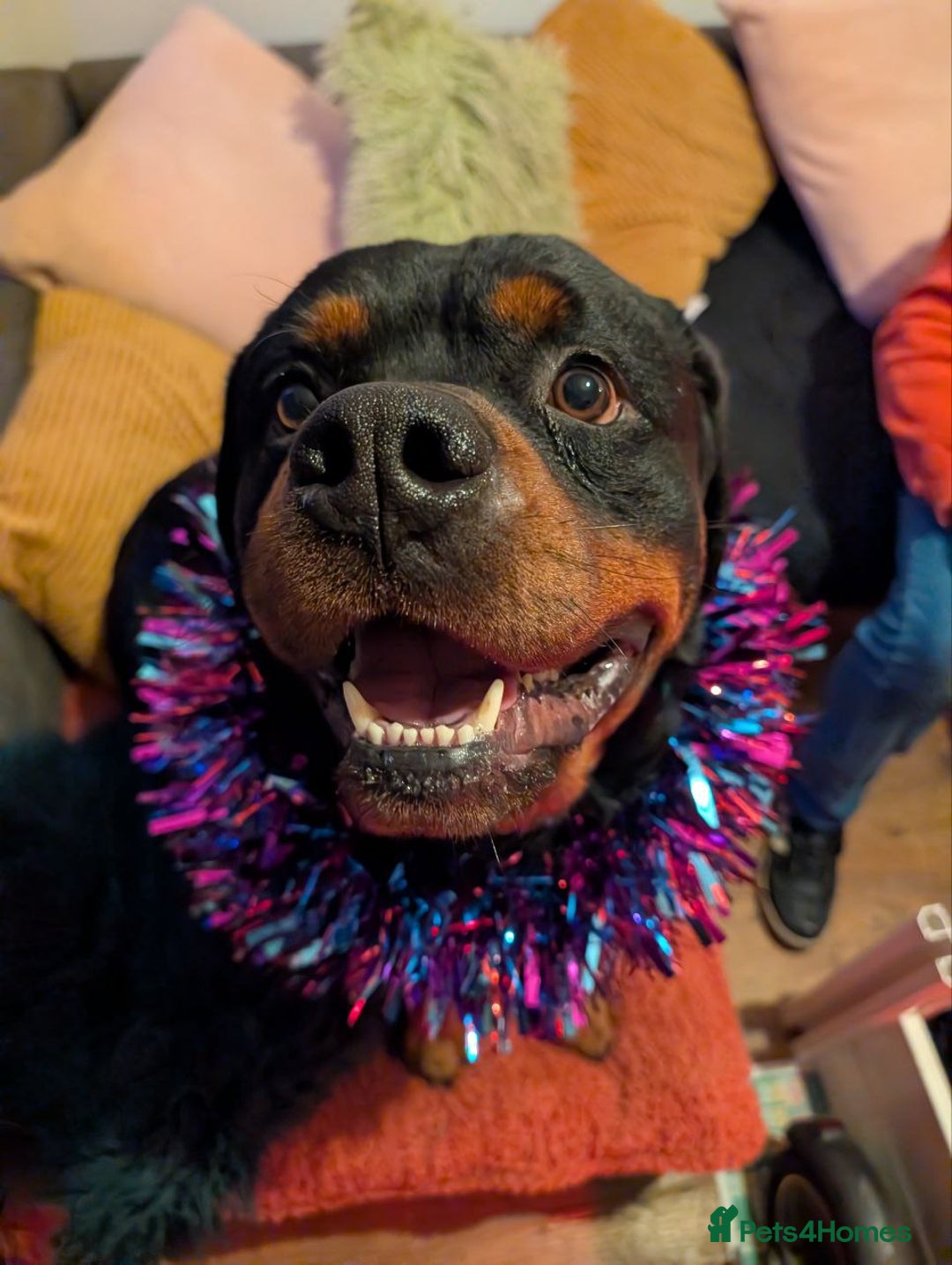 Rottweiler dogs for sale: 🐶 KC Rottweiler Puppies – German ADRK Bloodlines - Advert 6