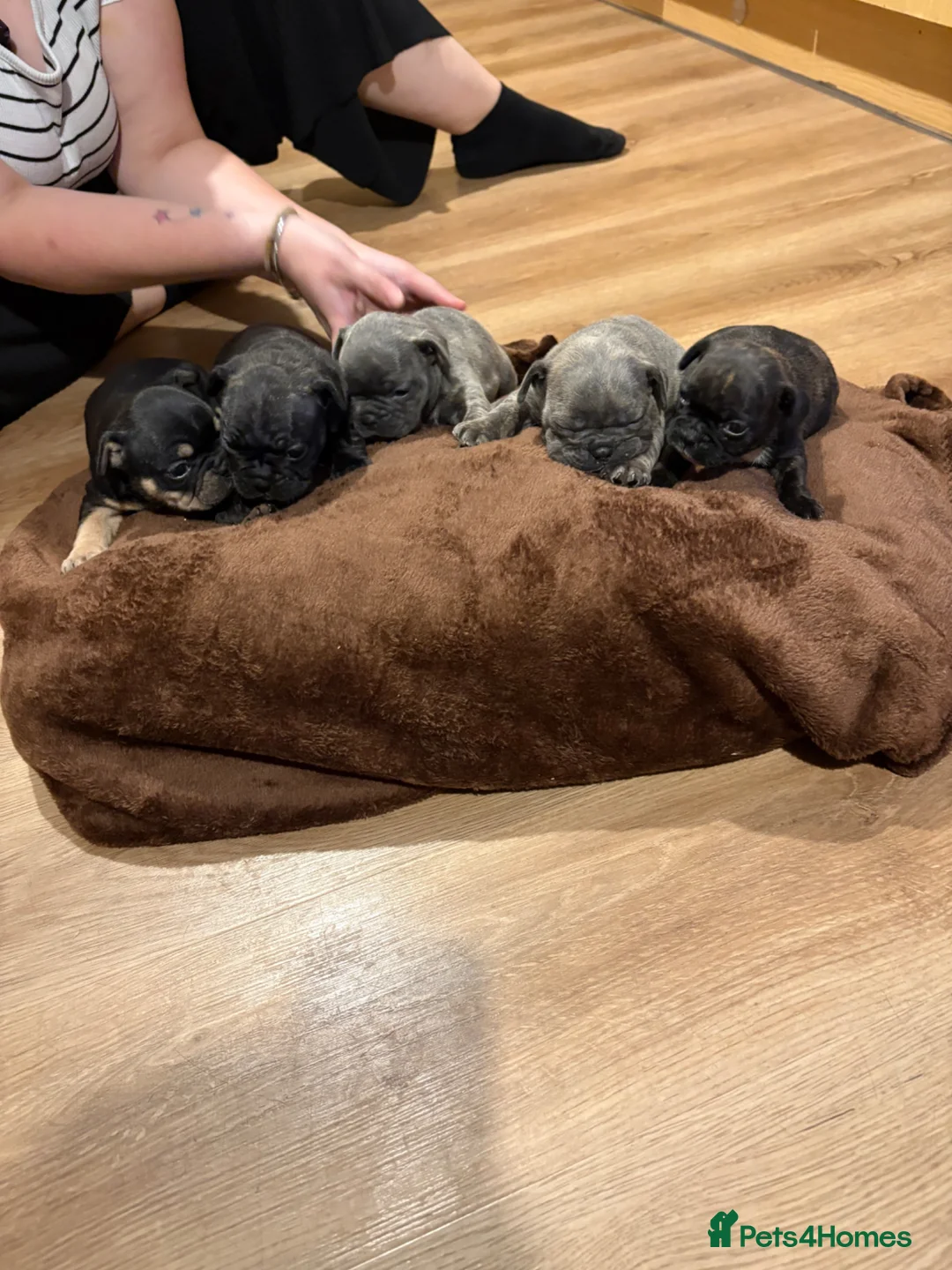 French Bulldog dogs for sale: French bulldogs puppy’s  in Lincoln - Advert 1