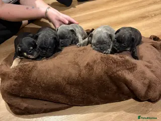 French Bulldog dogs French bulldogs puppy’s - Advert 1
