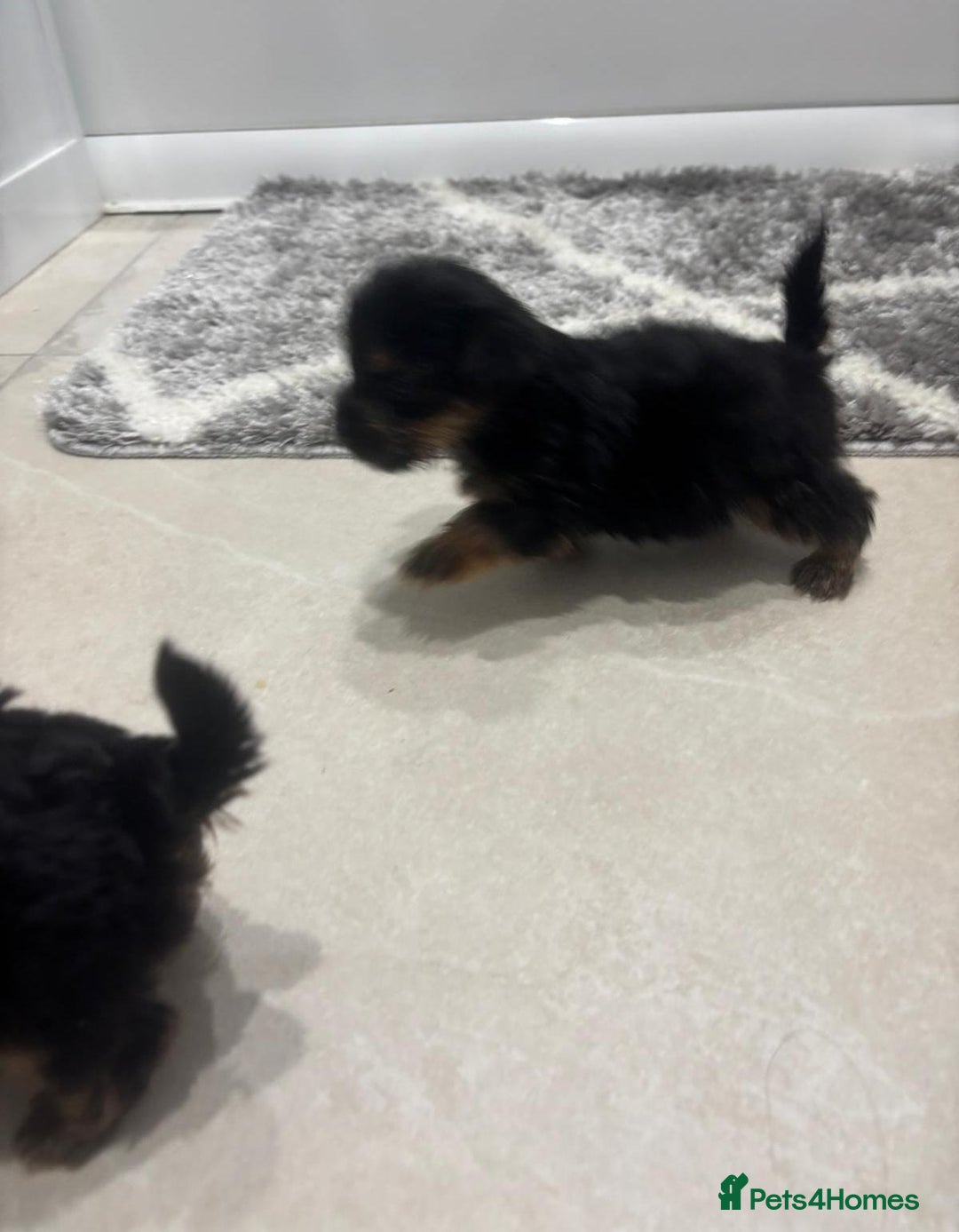 Yorkshire Terrier dogs for sale: Yorkshire terrier puppies  - Image 7