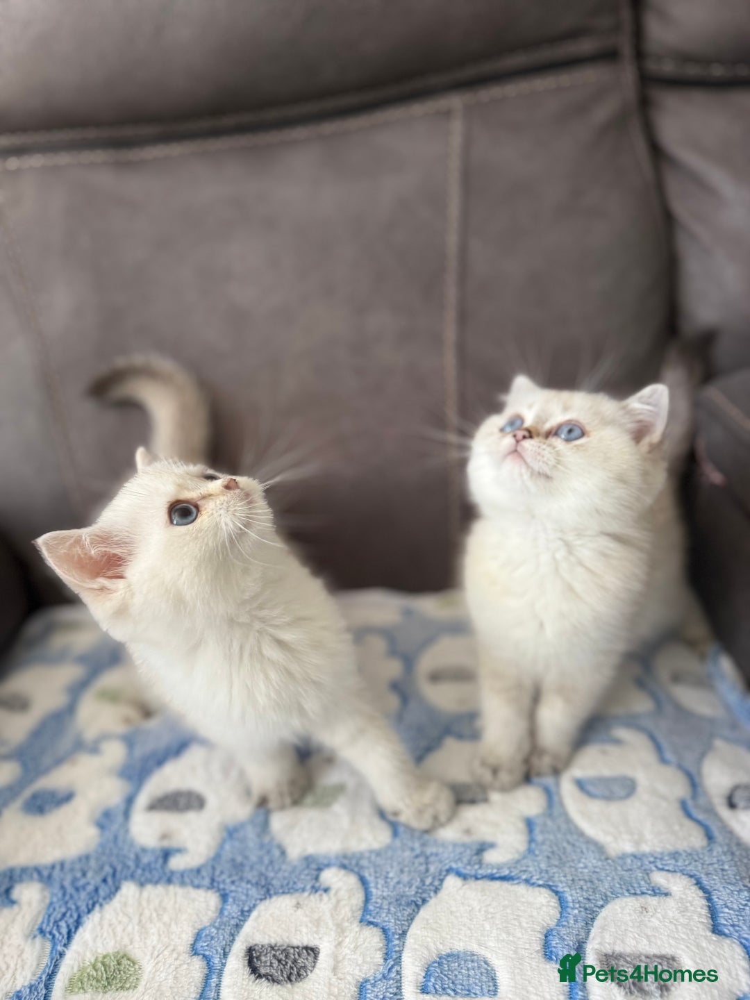 British Shorthair cats for sale: Beautiful GCCF kittens from champion lines  - Image 5
