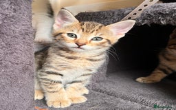 Toyger cats for sale: Adorable kitten  - Image 32