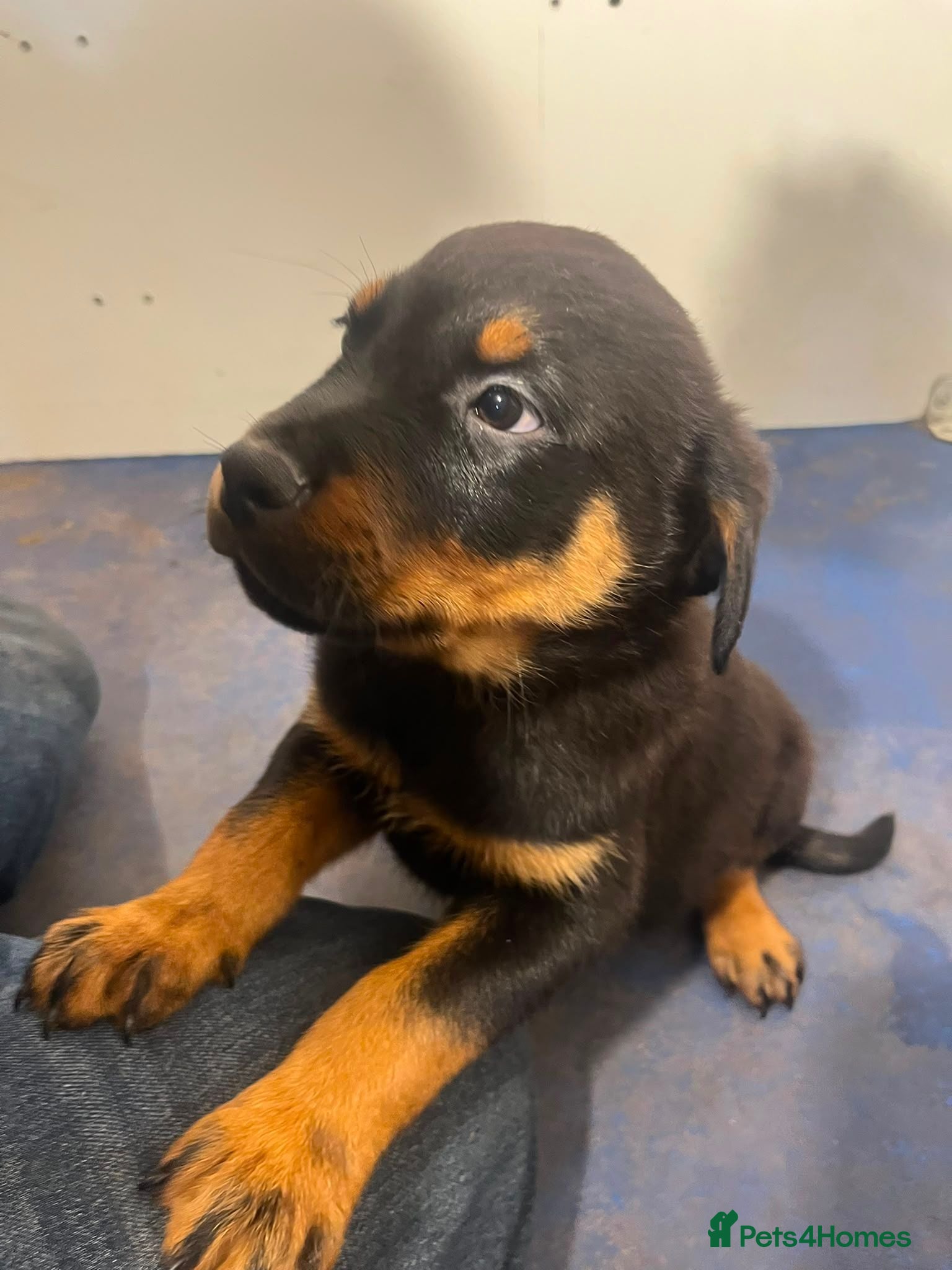 Rottweiler dogs Rottweiler Puppies Pure Breed - Advert 1