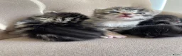 Persian cats for sale: Adorable Kittens for Sale - Advert 7