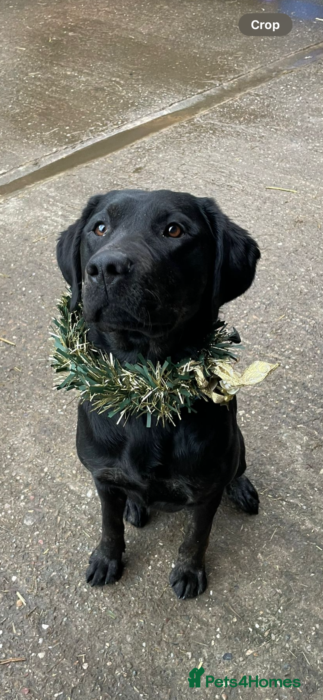 Labrador Retriever dogs for sale: Stunning KC Registered FoxRed/Black Labrador Pups  - Image 18