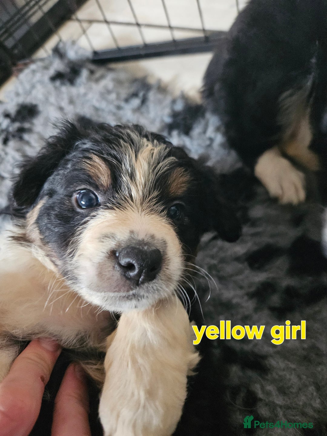 Border Collie dogs for sale: 6 Border collie pups - Advert 7
