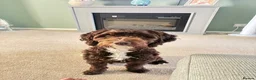 Cockapoo dogs for stud: Beautiful Chocolate F1 Cockapoo Stud 🐾 in Weston-super-Mare - Advert 4
