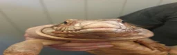 Lizard reptiles for sale: Sub adult male red tegu  in Radstock - Advert 1
