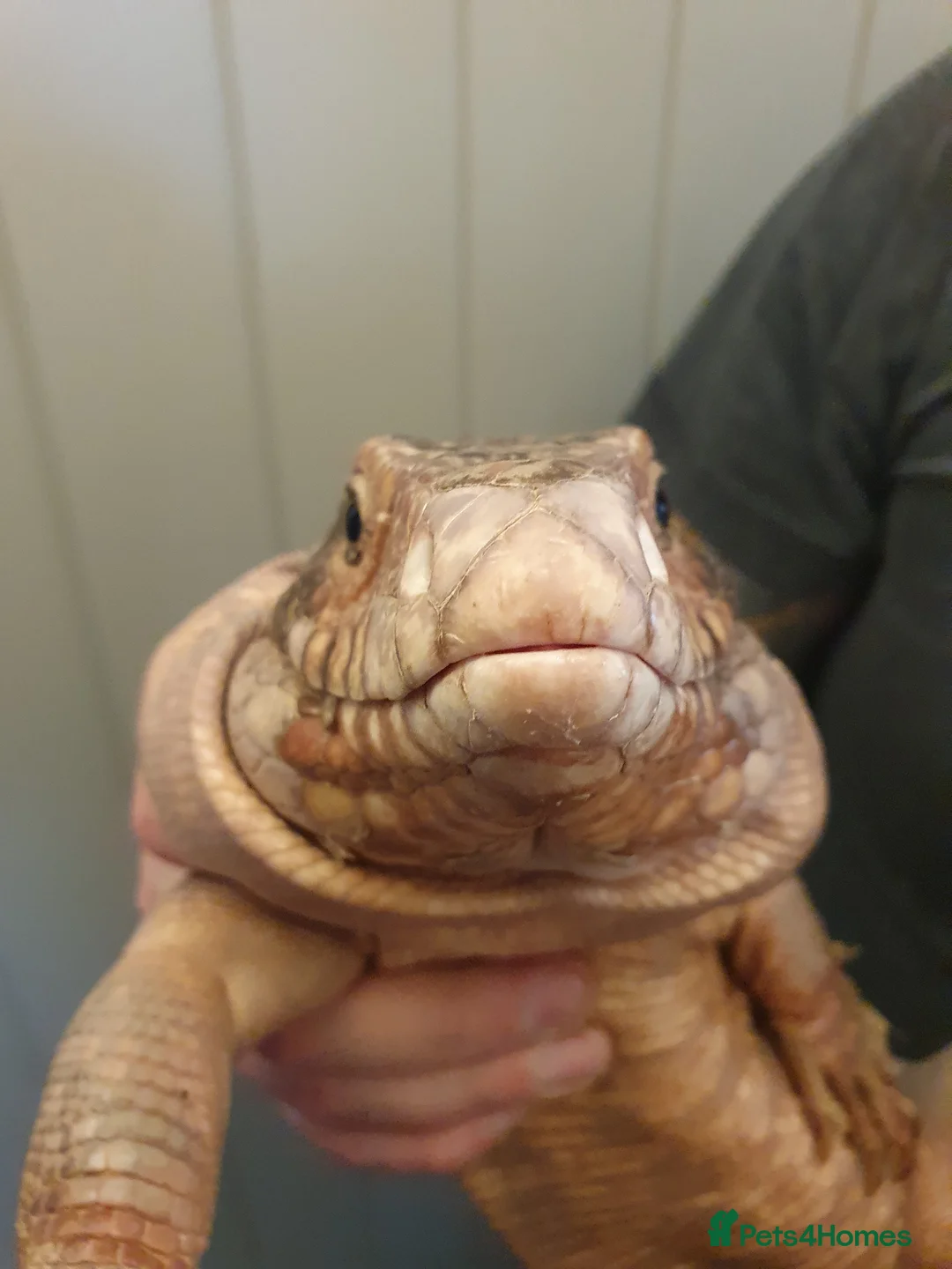 Lizard reptiles for sale: Sub adult male red tegu  in Radstock - Advert 1