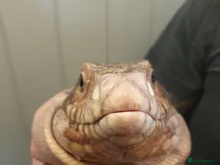 Lizard reptiles Sub adult male red tegu - Advert 2