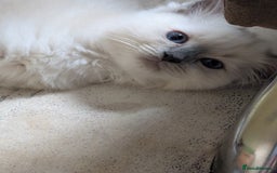 Ragdoll cats for sale: Kitty Ragdoll  - Image 4