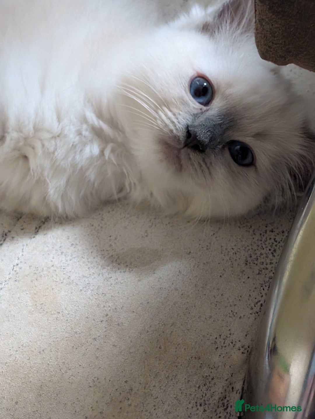 Ragdoll cats for sale: Kitty Ragdoll  - Image 4