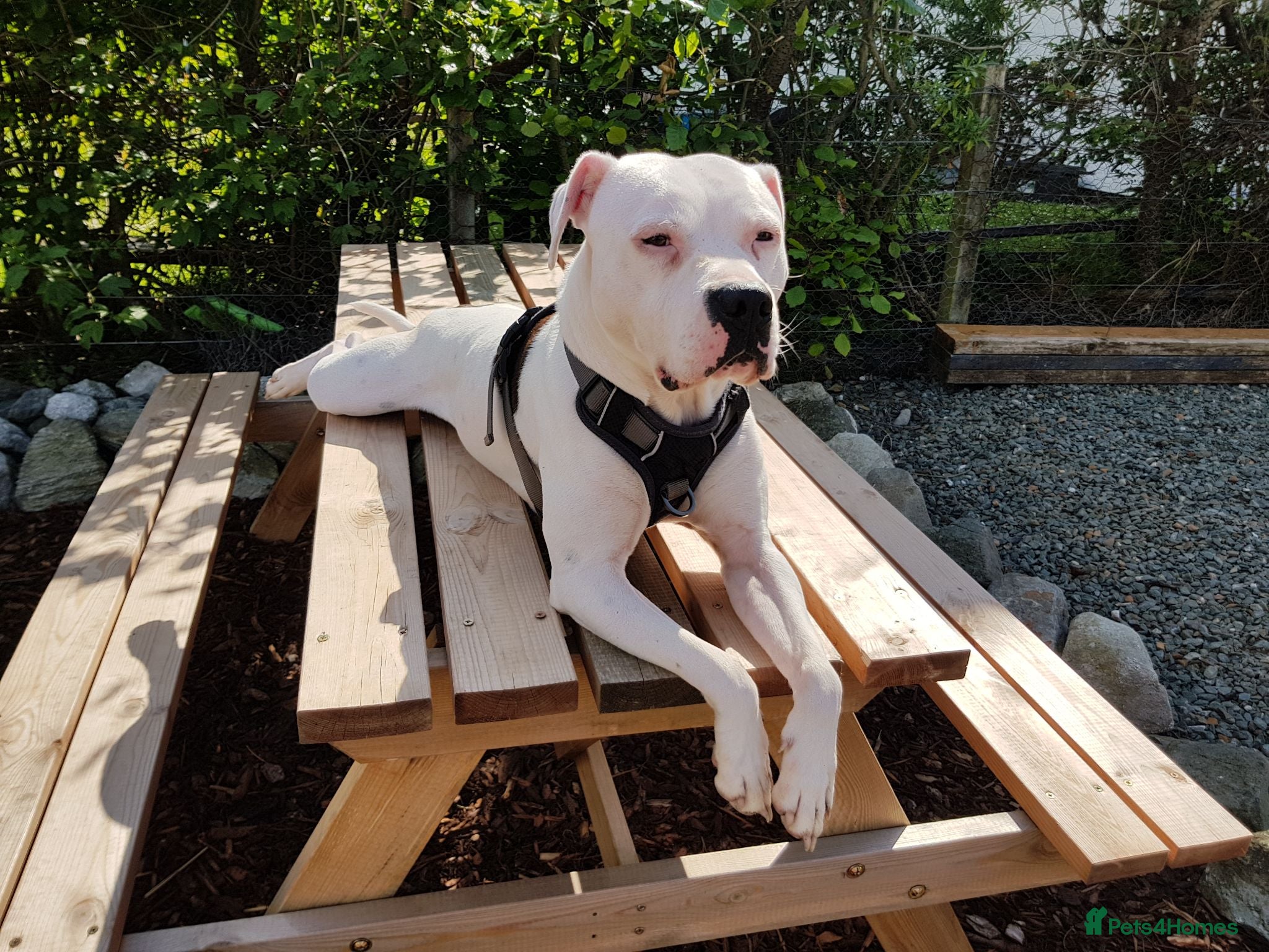 American Bulldog dogs American bulldog for stud - Advert 1