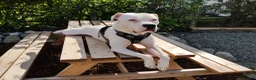 American Bulldog dogs for stud: American bulldog for stud - Advert 1