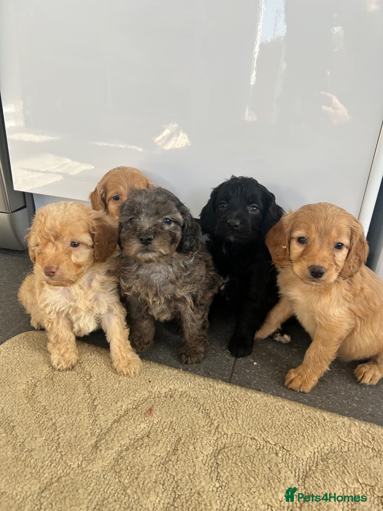 Cockapoo dogs Stunning F1B cockapoo pups - Advert 6
