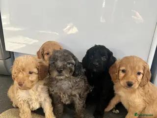 Cockapoo dogs Stunning F1B cockapoo pups - Advert 17