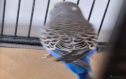 Budgerigars birds for sale: Baby budgie - Image 4
