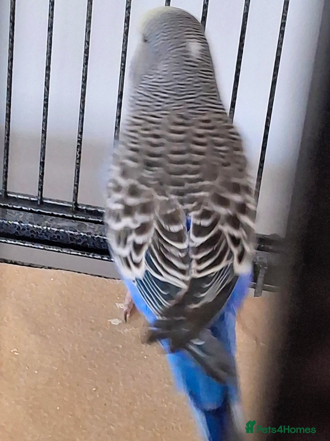 Budgerigars birds for sale: Baby budgie - Image 4