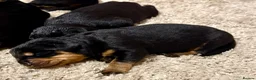 Rottweiler dogs for sale: Gorgeous Rottweiler puppies available  - Advert 12