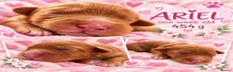 Australian Labradoodle dogs for sale: Multigenerational Australian Labradoodle Puppies - Advert 29