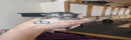 Mixed Breed cats for sale: Rsgdoll/chincillia in Sleaford - Advert 13