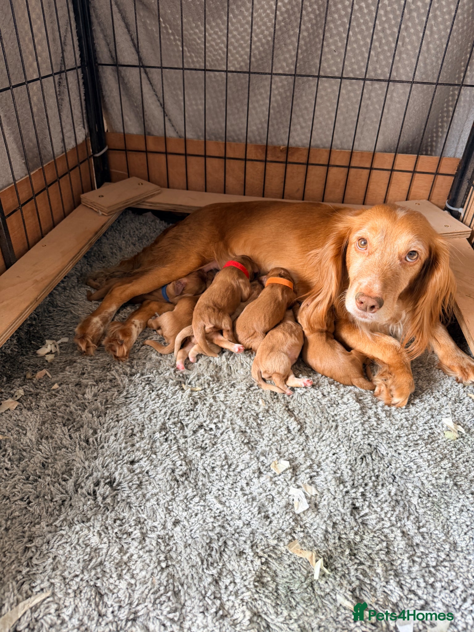 Cocker Spaniel dogs for sale: Working Cocker Pups- Exceptional pedigree  in Sandbach - Advert 6