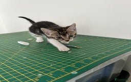 Bengal cats for sale: Bengal X Kittens - Image 22