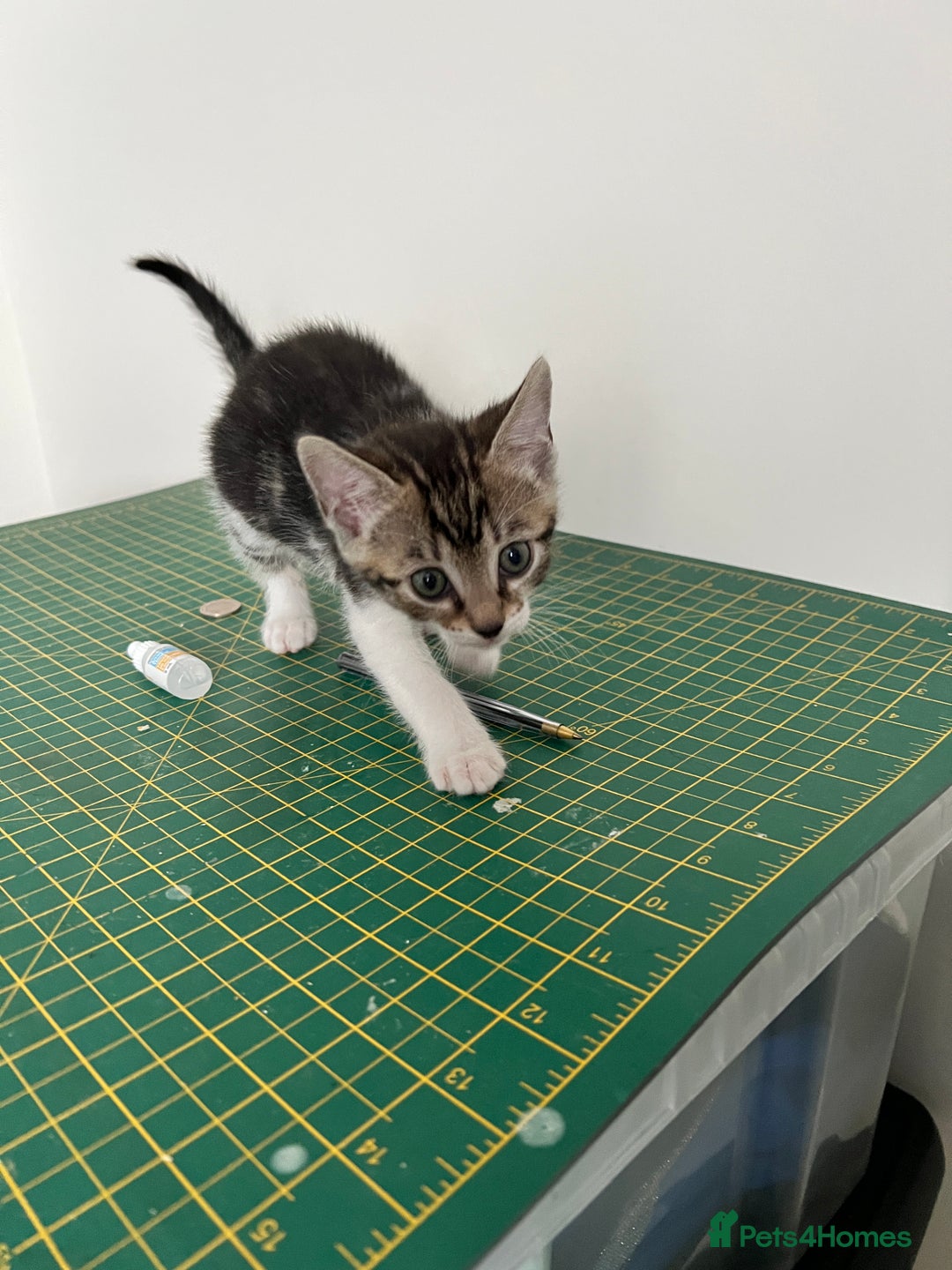 Bengal cats for sale: Bengal X Kittens - Image 22