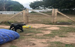 Labrador Retriever dogs for adoption: Ben   - Image 5