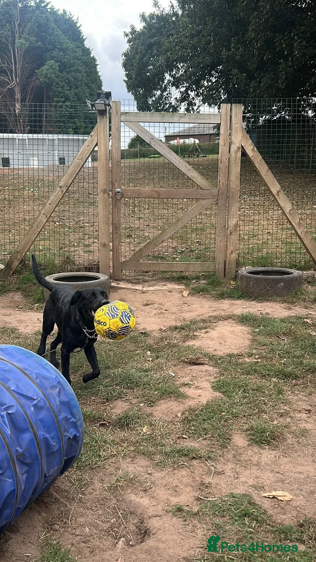 Labrador Retriever dogs for adoption: Ben   - Advert 5