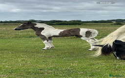 Friesian horses for sale: Friesian x Irish Gypsy Cob - Image 3