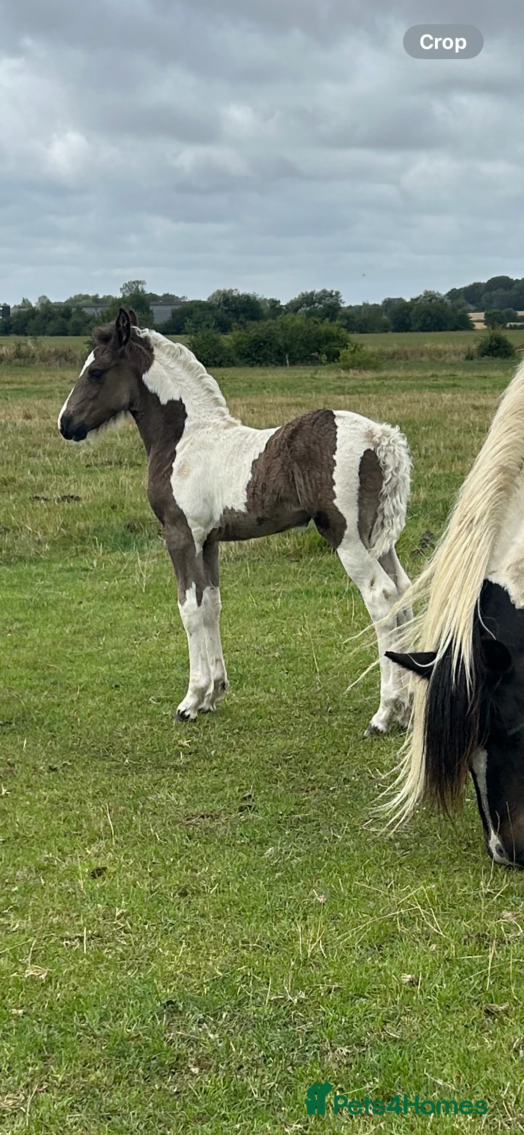 Friesian horses for sale: Friesian x Irish Gypsy Cob - Image 3
