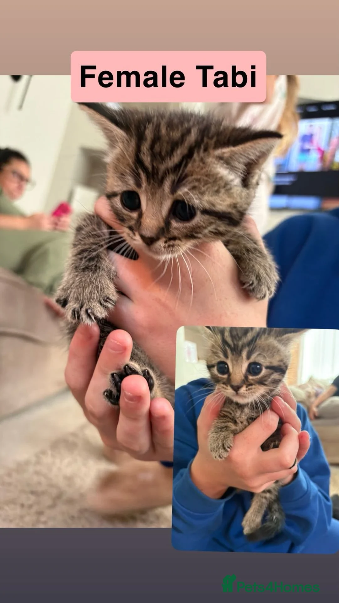 Mixed Breed cats for sale: British blue x Bengal kittens - Advert 2