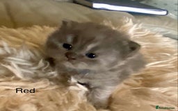 British Longhair cats for sale: HEALTH TESTED BRITISH LONGHAIR MAINE COON BLUE - Image 3